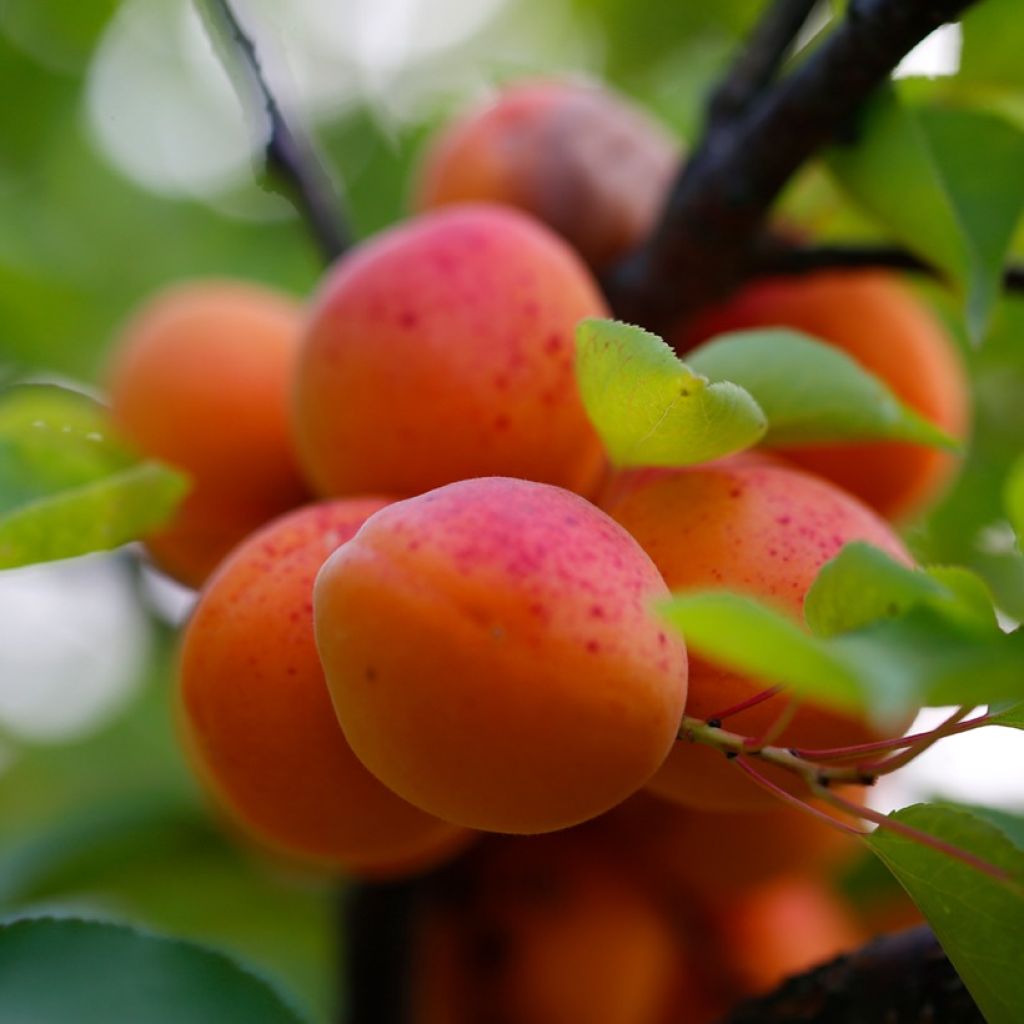 Aprikose Early Orange - Prunus armeniaca