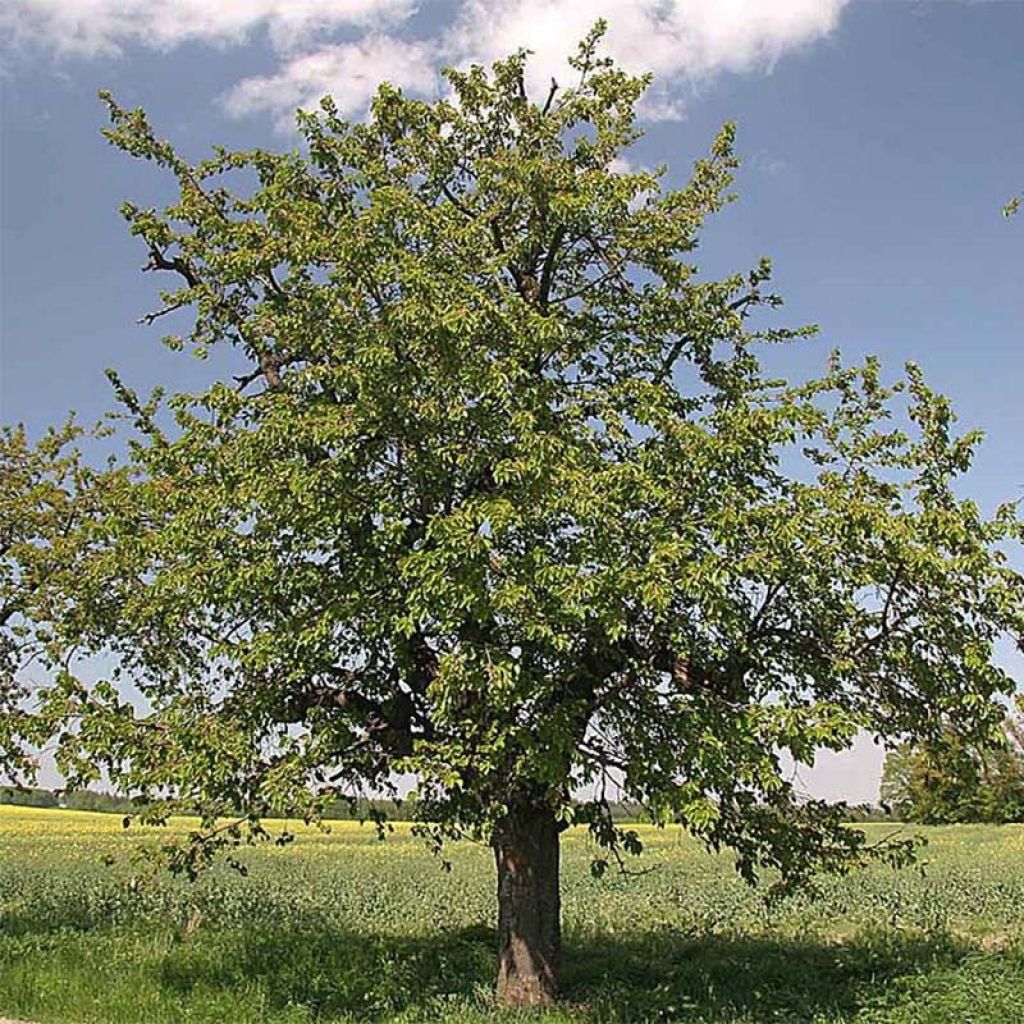 Vogelkirsche - Prunus avium