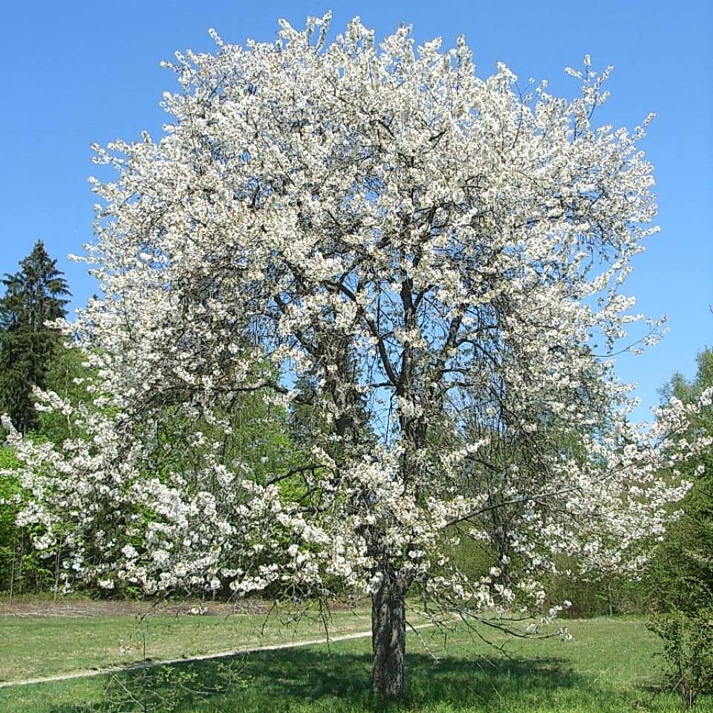 Vogelkirsche - Prunus avium