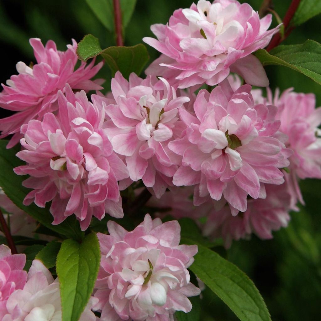 Drüsen-Kirsche Rosea Plena - Prunus glandulosa