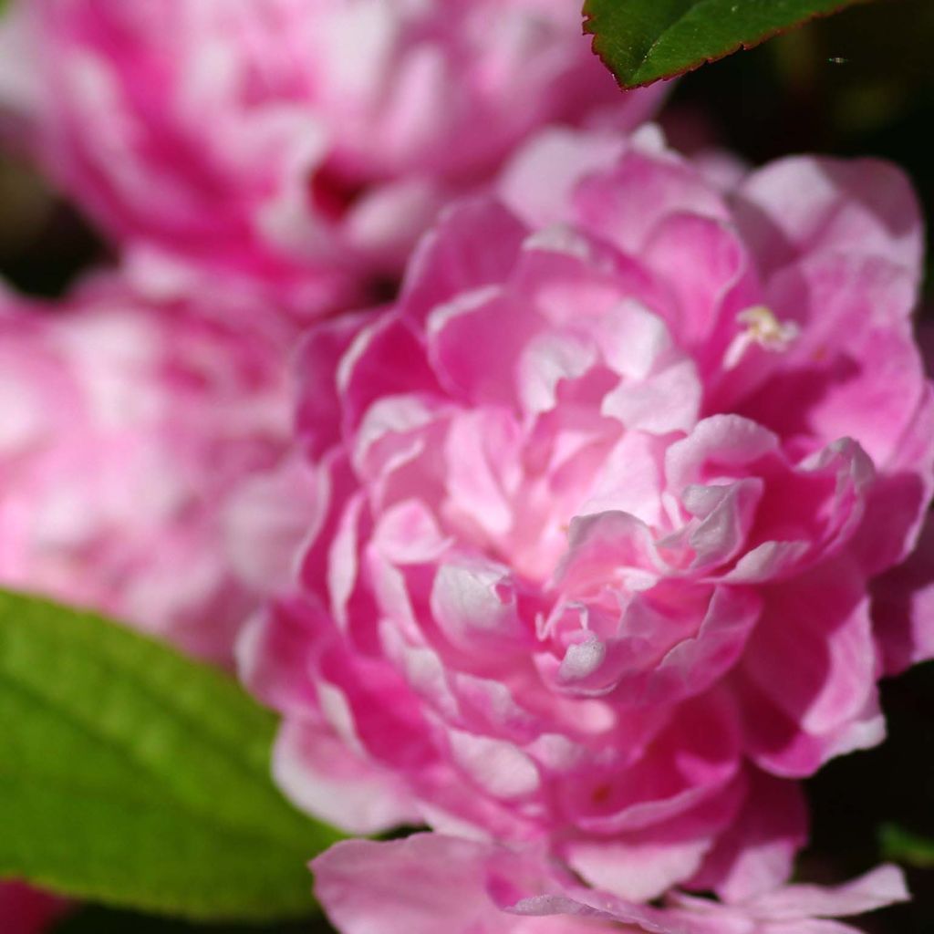 Drüsen-Kirsche Rosea Plena - Prunus glandulosa