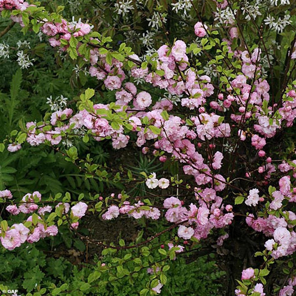 Drüsen-Kirsche Rosea Plena - Prunus glandulosa