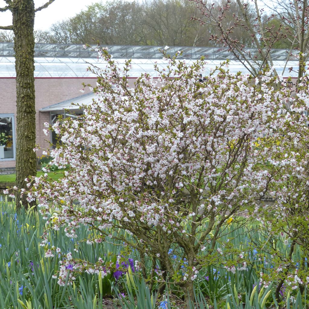 Fuji-Kirsche Kojo no mai - Prunus incisa