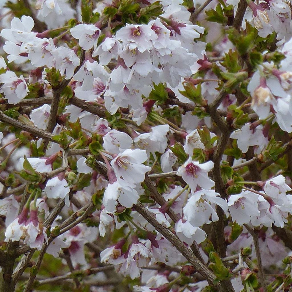 Fuji-Kirsche Kojo no mai - Prunus incisa