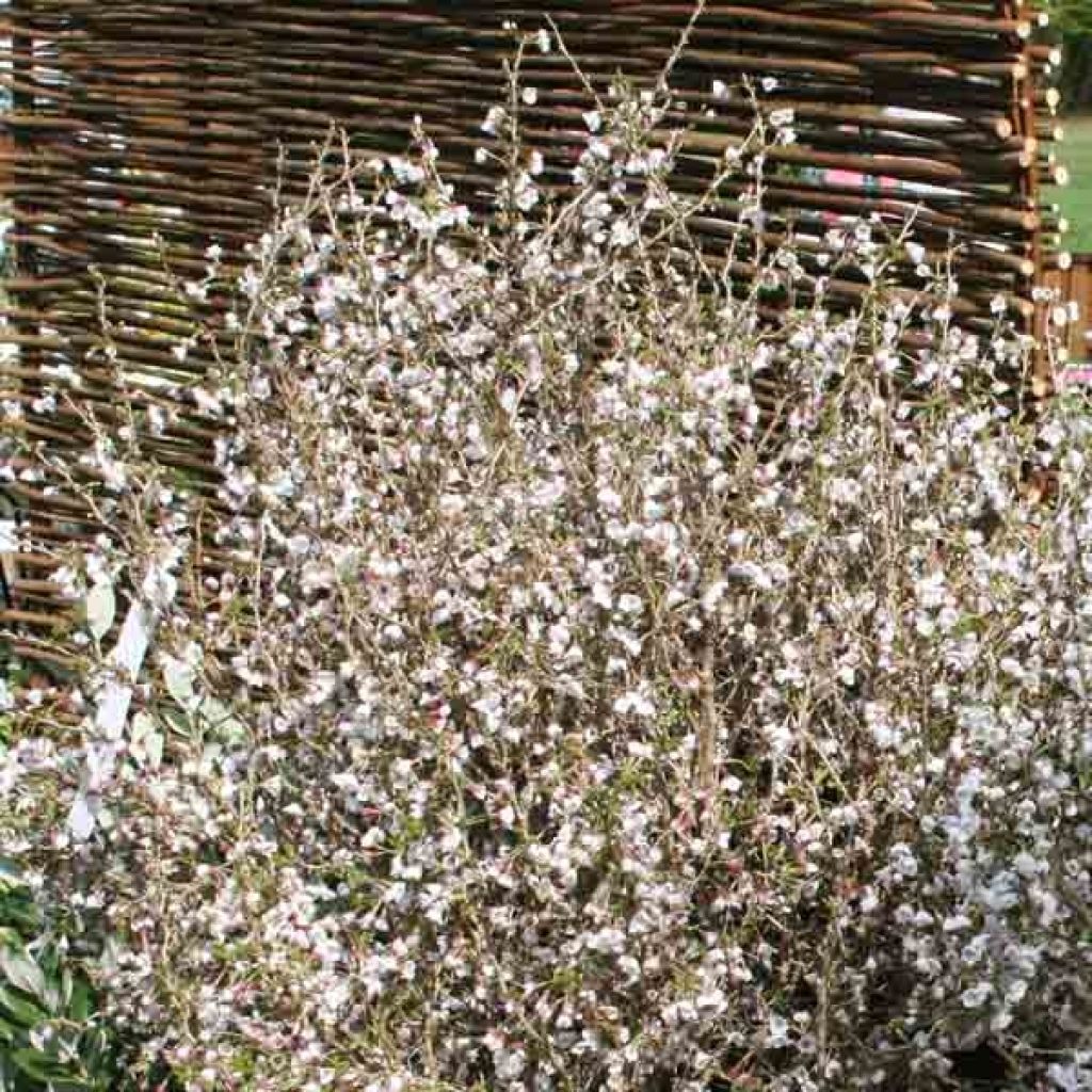 Fuji-Kirsche Kojo no mai - Prunus incisa