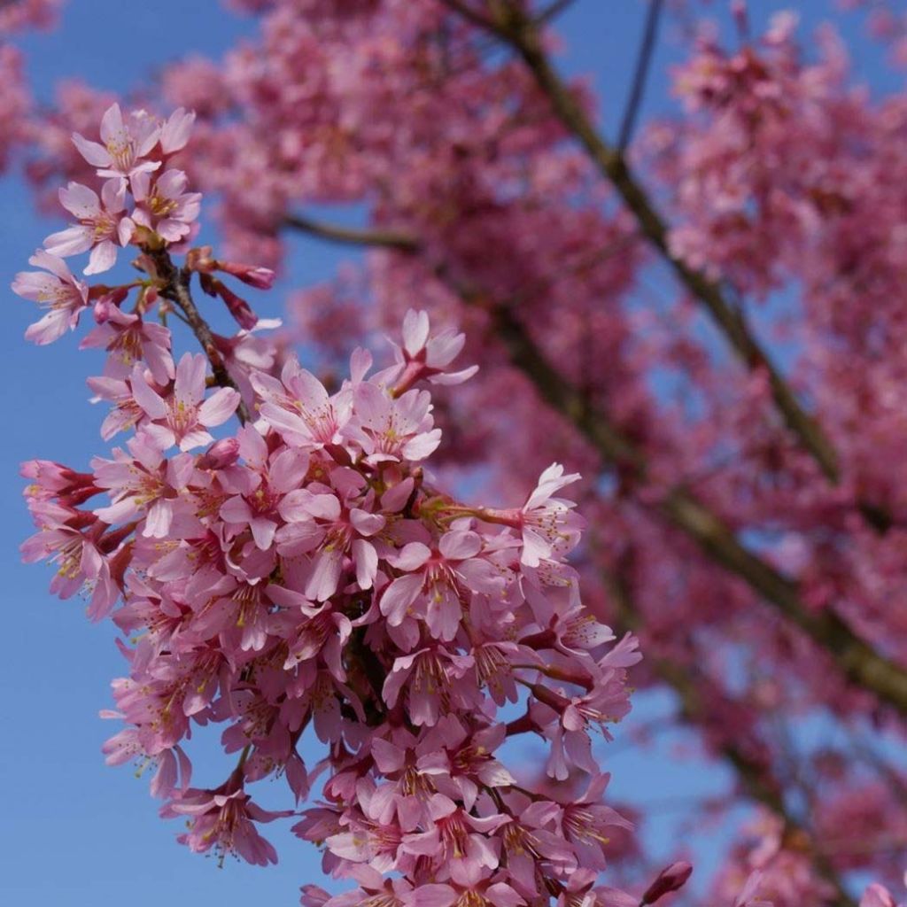 Fuji-Kirsche Paean - Prunus incisa