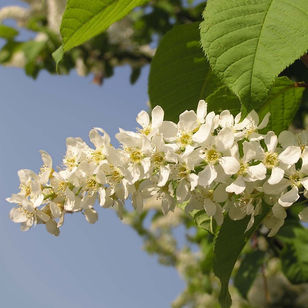 Gewöhnliche Trauben-Kirsche - Prunus padus