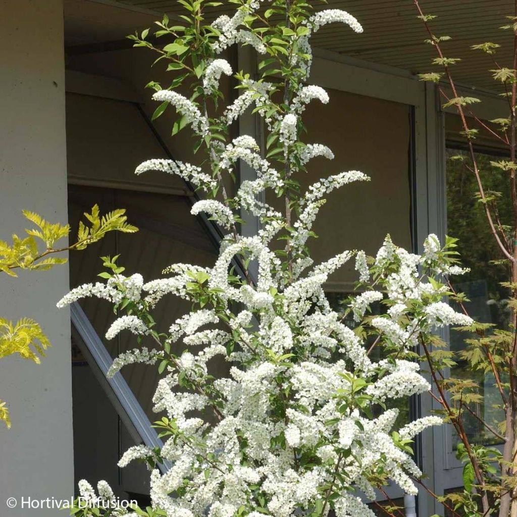 Gewöhnliche Trauben-Kirsche Le Thoureil - Prunus padus