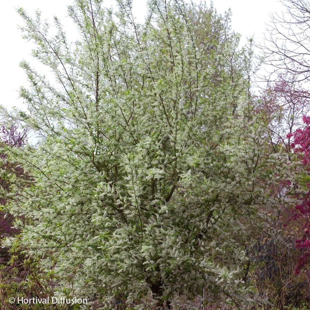 Gewöhnliche Trauben-Kirsche Le Thoureil - Prunus padus