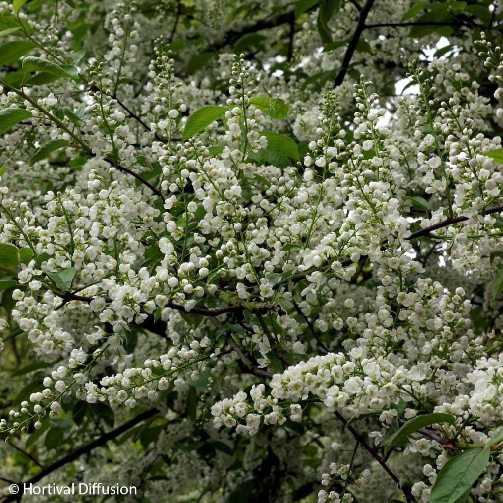 Gewöhnliche Trauben-Kirsche Le Thoureil - Prunus padus