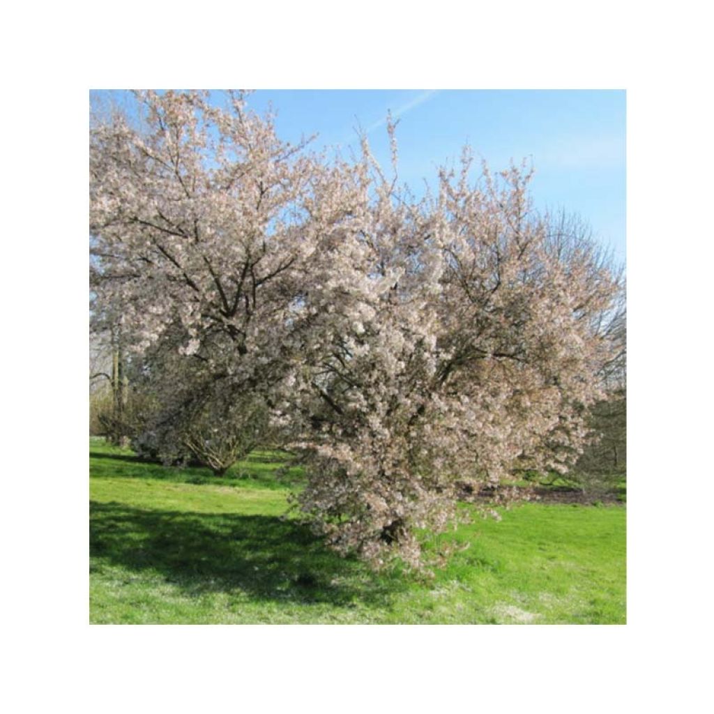 Zierkirsche Pandora - Prunus