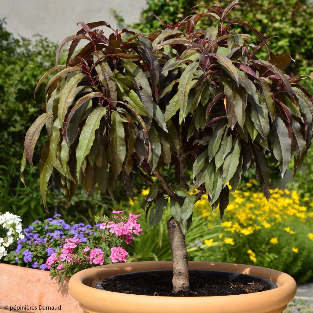 Pfirsich Crimson 'Bonfire' - Prunus persica