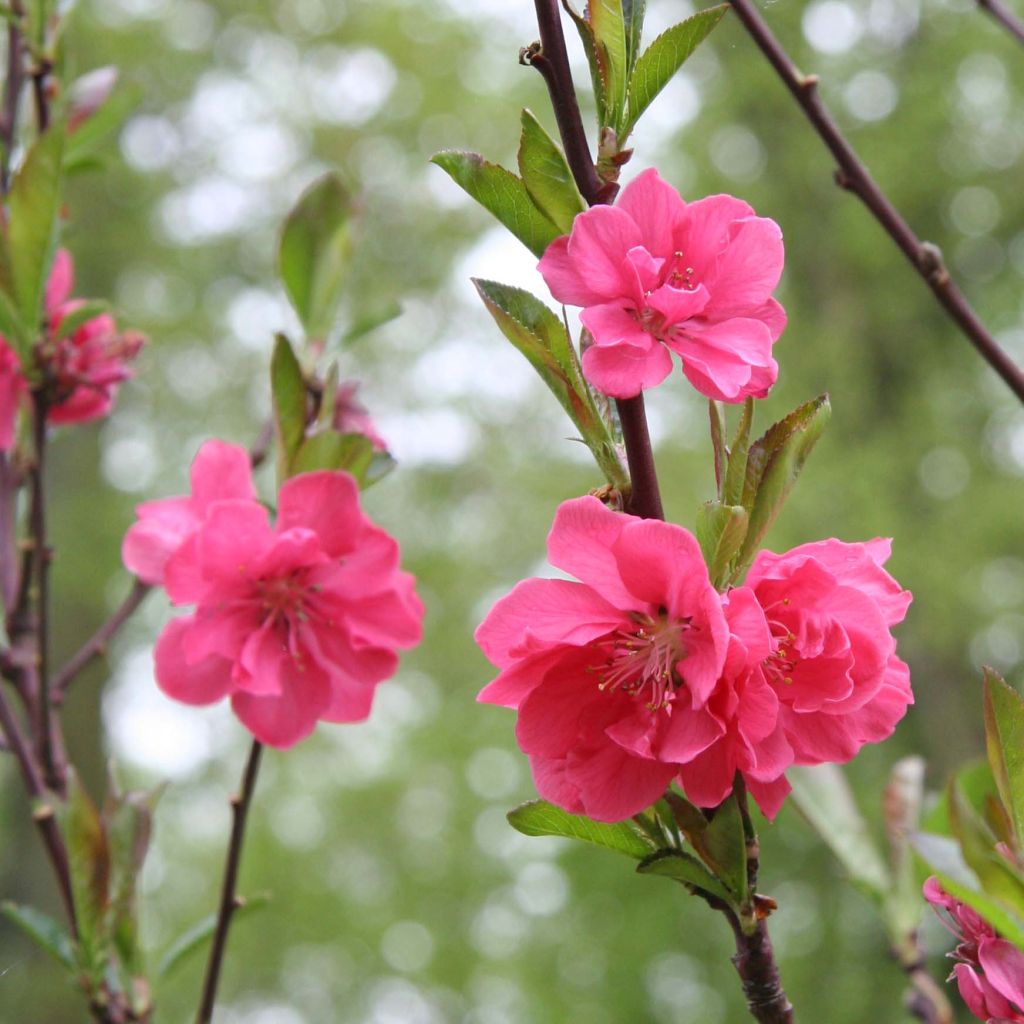 Zierpfirsich Taoflora Pink - Prunus persica