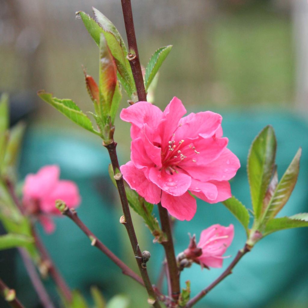 Zierpfirsich Taoflora Pink - Prunus persica