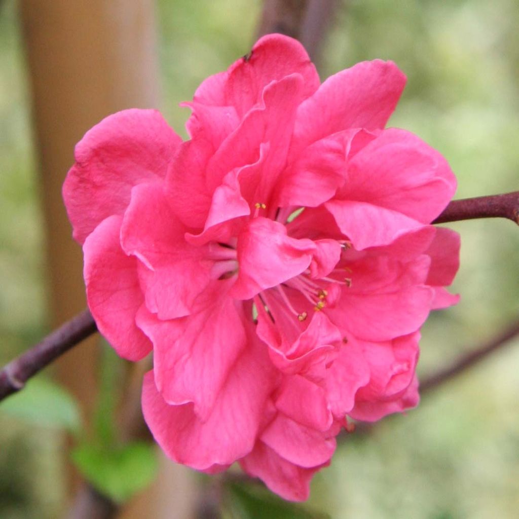 Zierpfirsich Taoflora Pink - Prunus persica