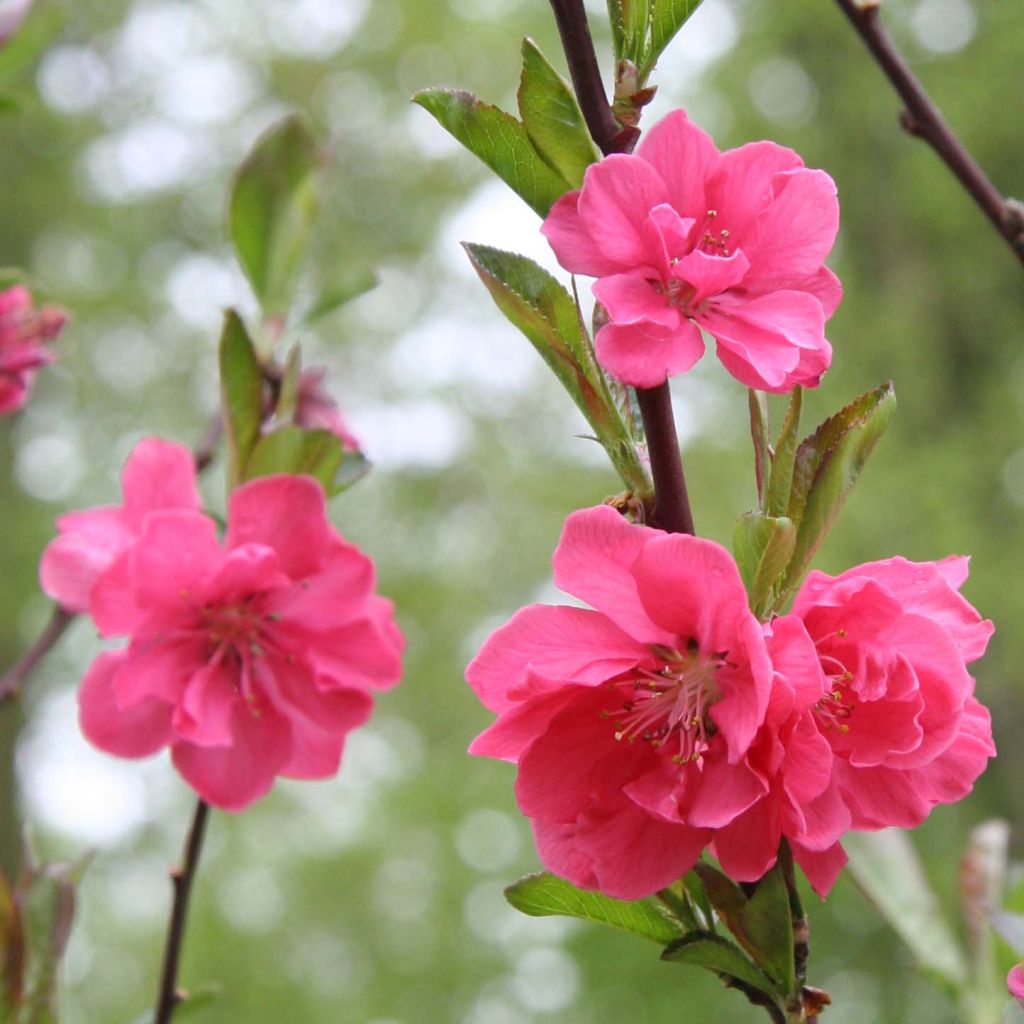 Zierpfirsich Taoflora Pink - Prunus persica