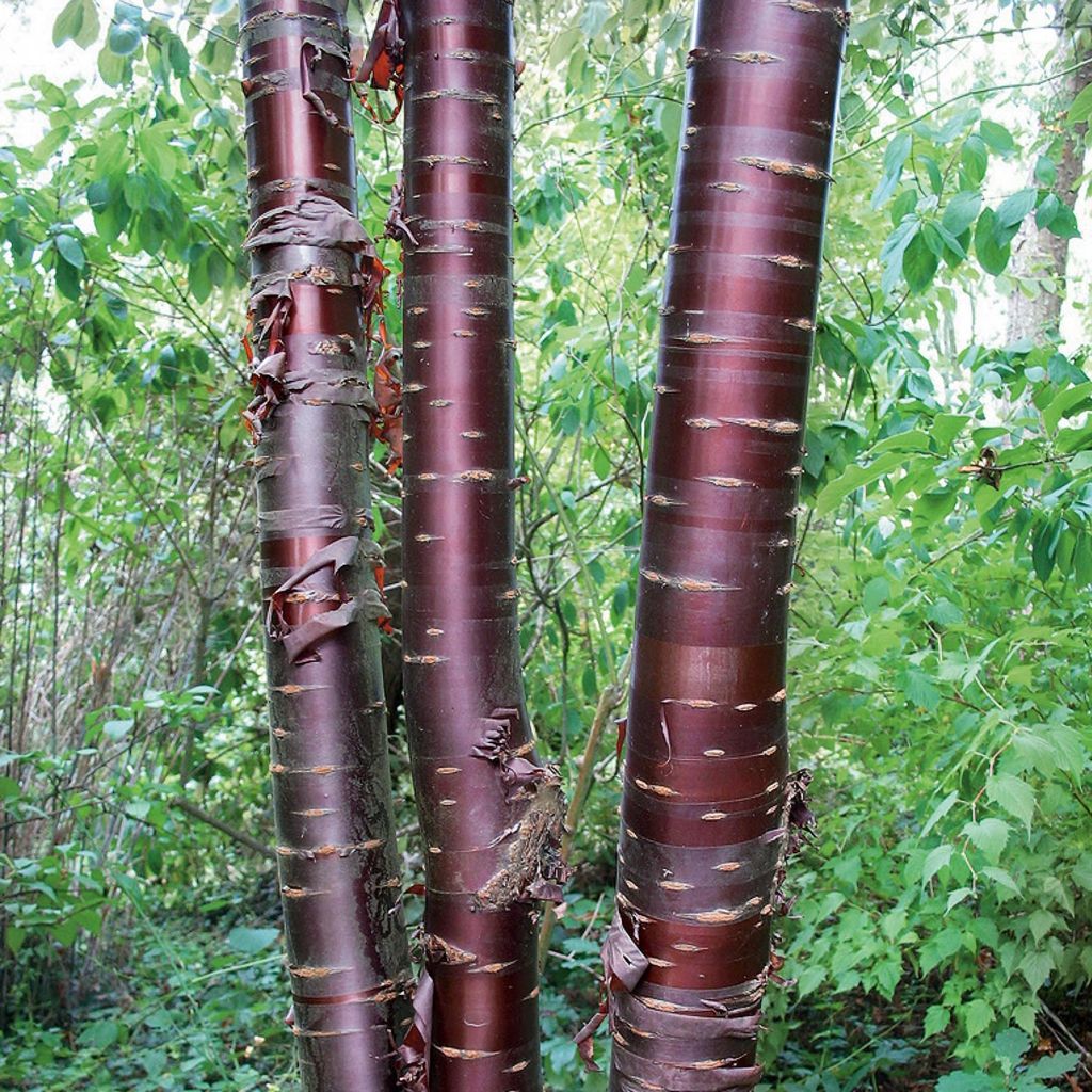 Mahagoni-Kirsche Branklyn - Prunus serrula