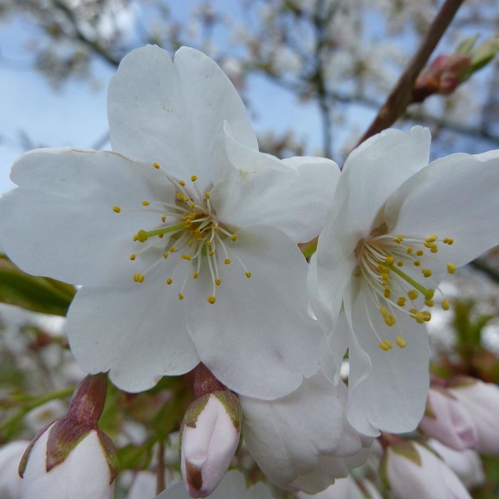 Mahagoni-Kirsche Branklyn - Prunus serrula