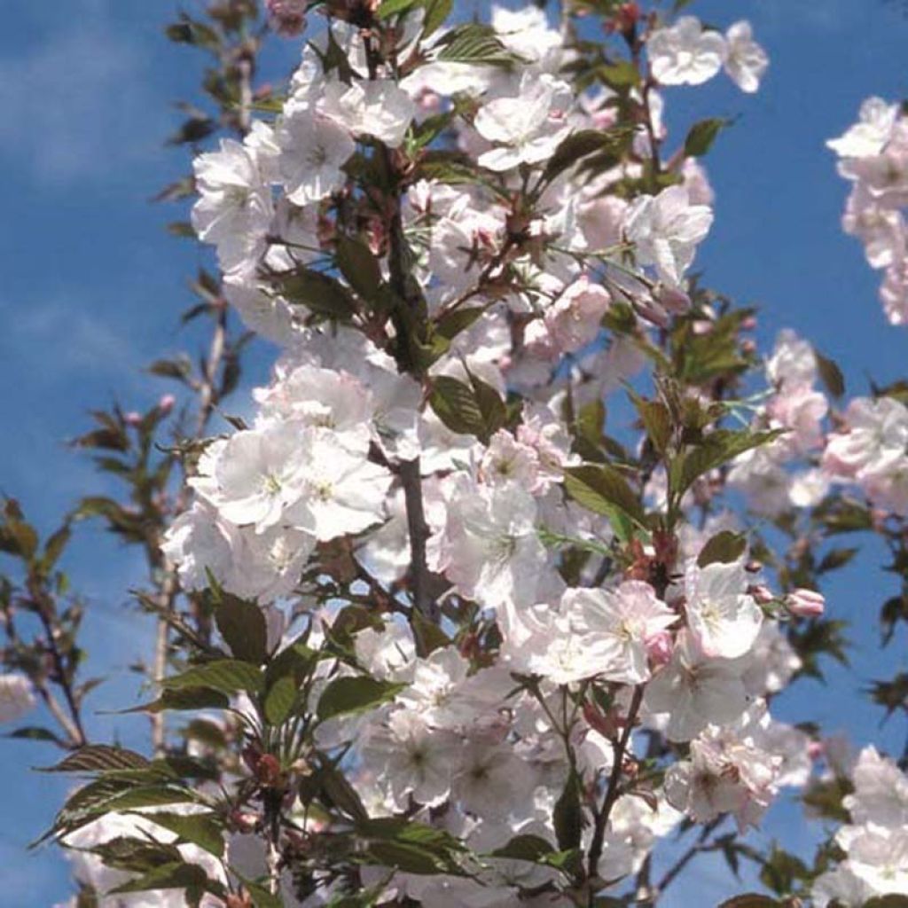 Zierkirsche Sunset Boulevard - Prunus serrulata