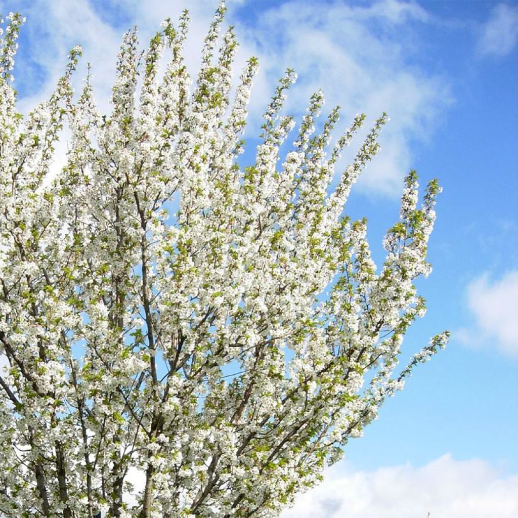 Zierkirsche Umineko - Prunus