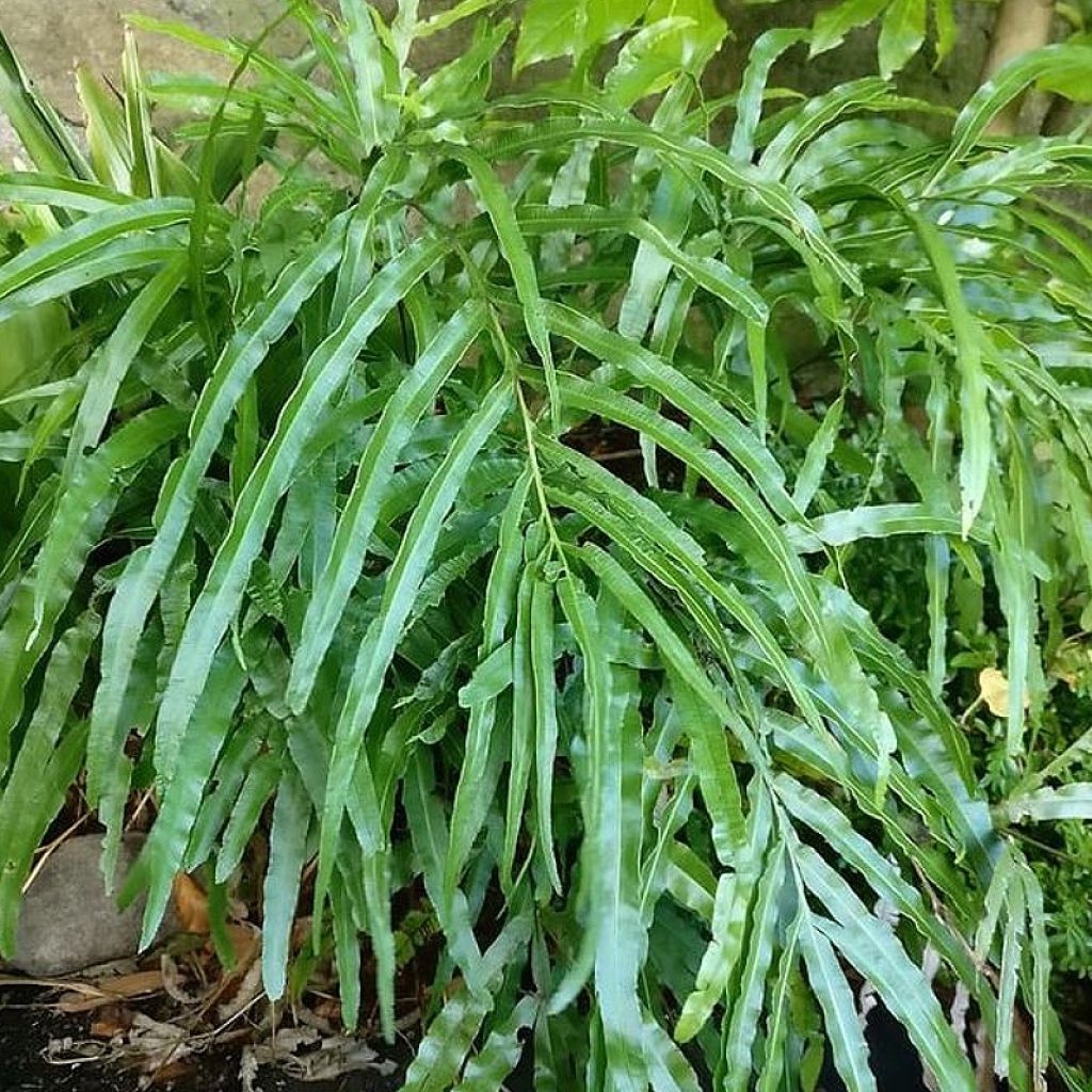 Pteris umbrosa - Saumfarn