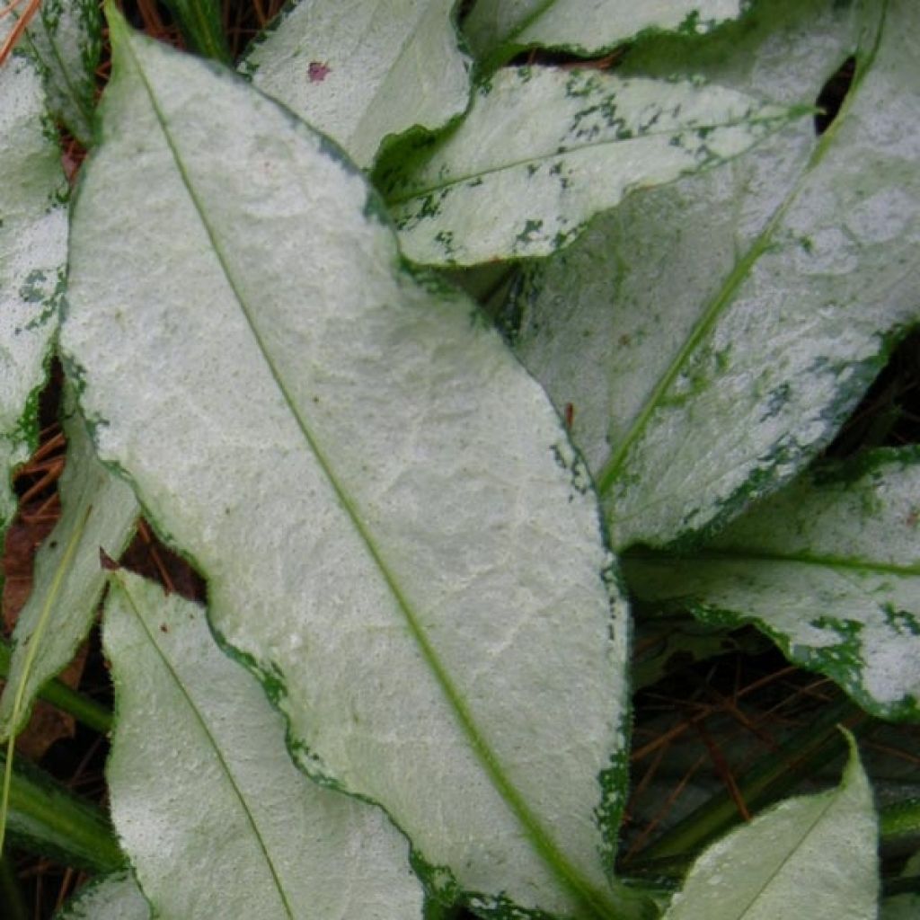 Lungenkraut Diane Clare - Pulmonaria