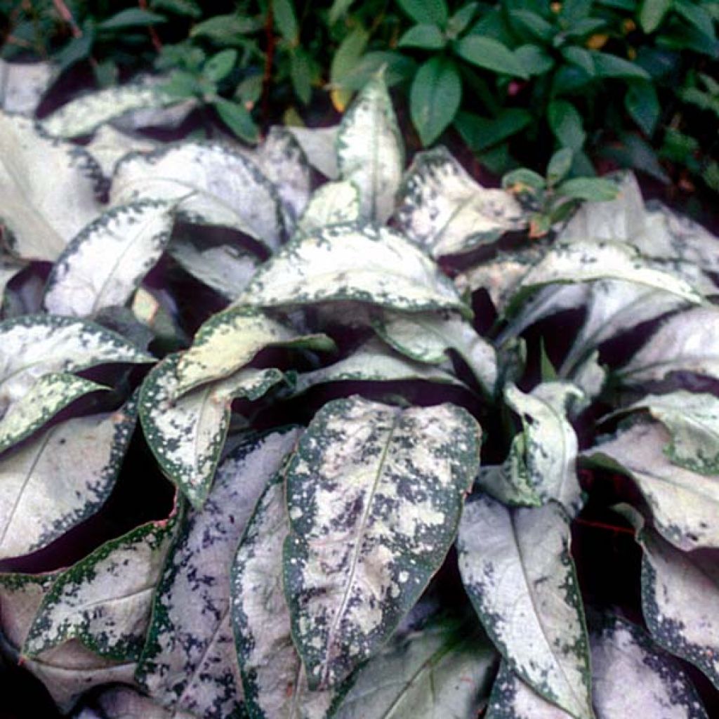 Lungenkraut Margery Fish - Pulmonaria