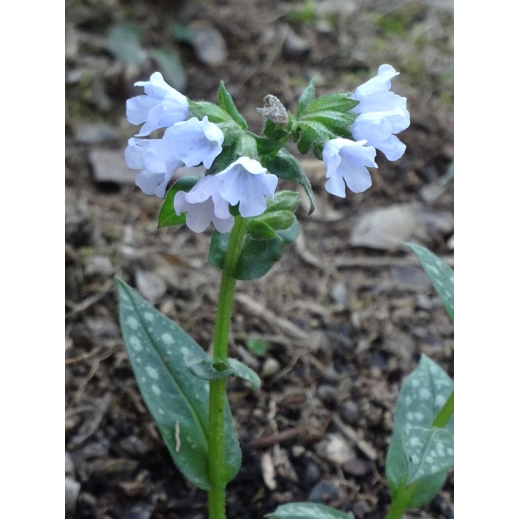 Elle me fait penser à un coucou bleu !