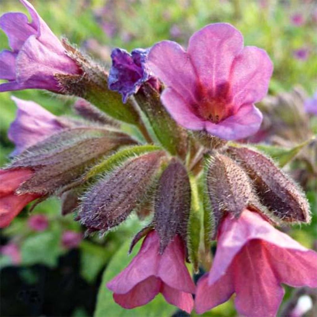 Lungenkraut Victorian Brooch - Pulmonaria