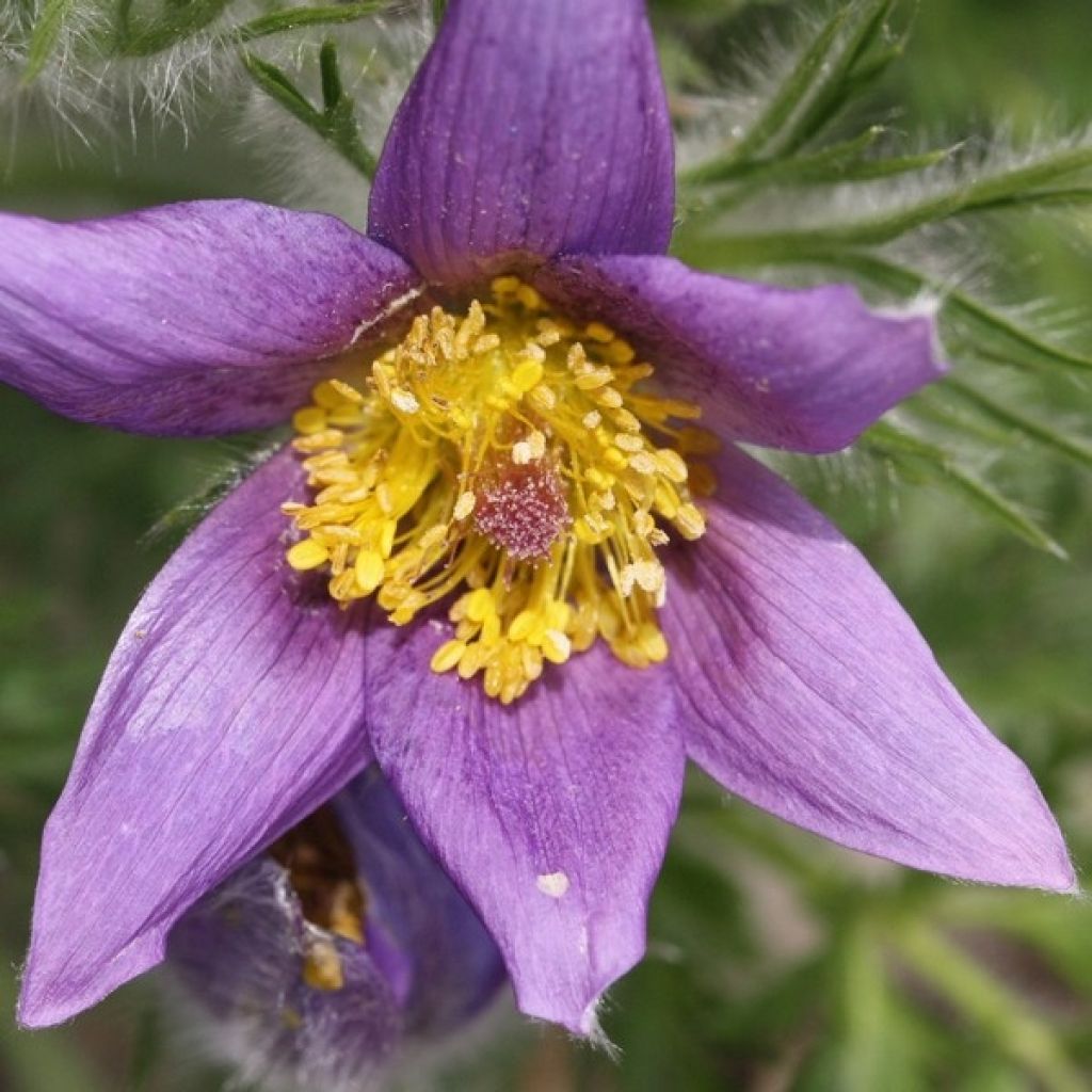 Küchenschelle Violet - Pulsatilla vulgaris