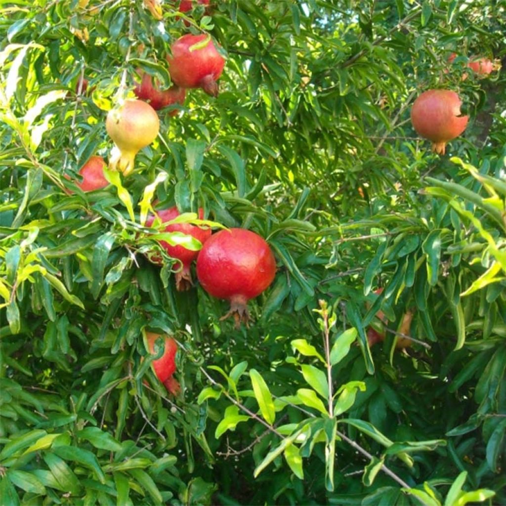 Granatapfelbaum Fina Tendral - Punica granatum