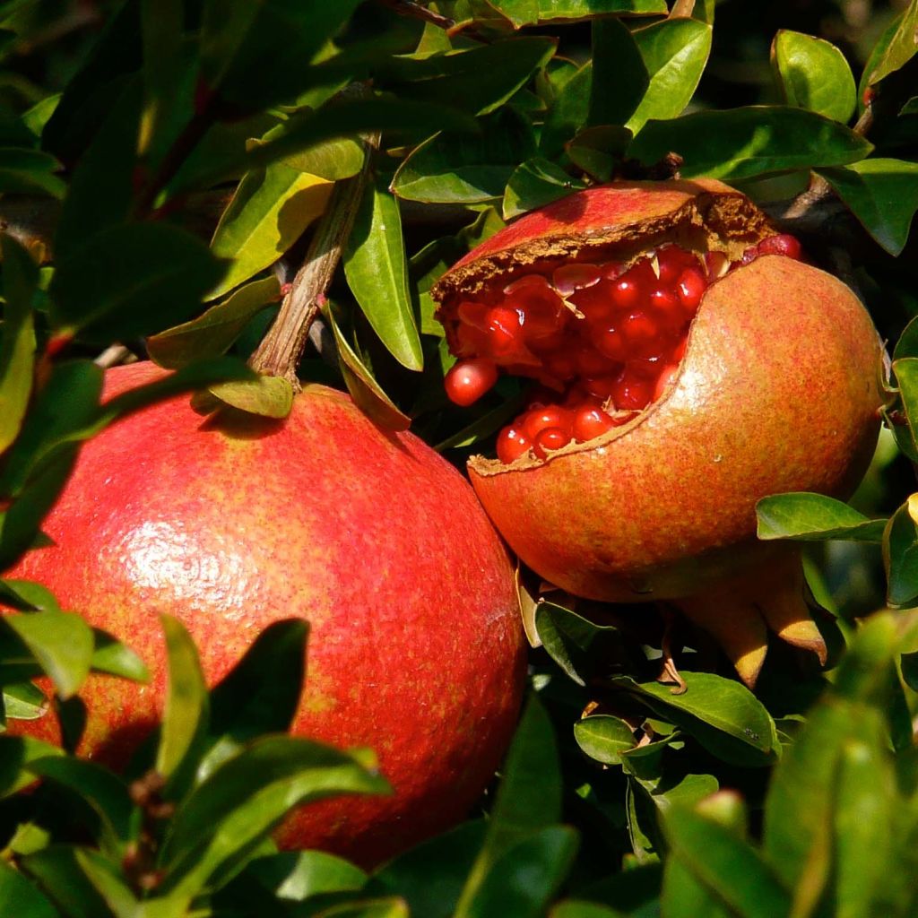 Granatapfelbaum Fina Tendral - Punica granatum