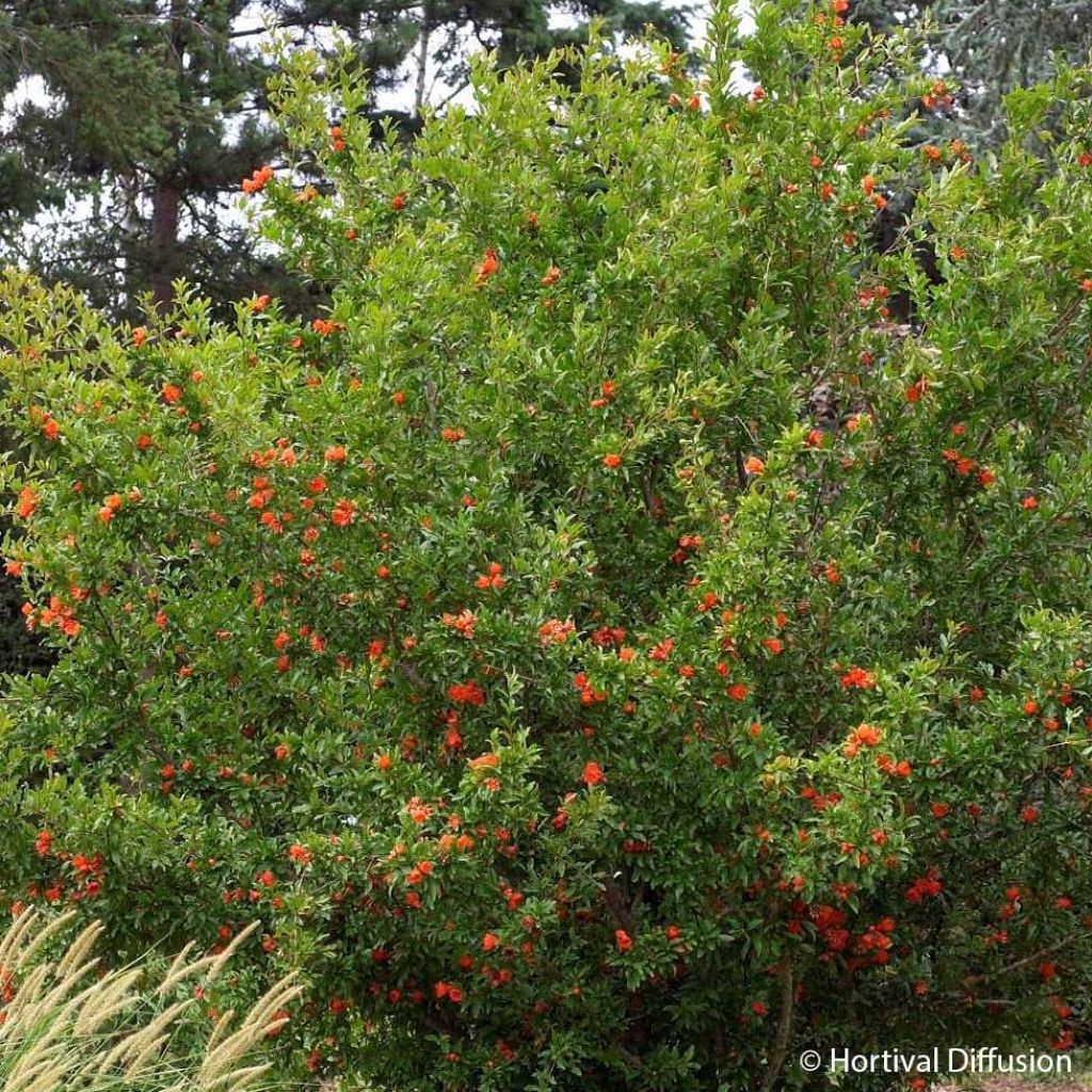 Granatapfelbaum Plena - Punica granatum