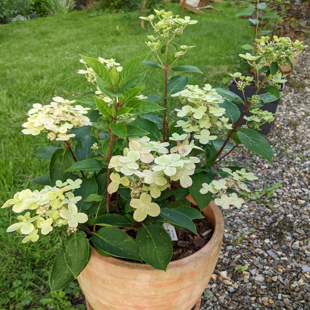 Rispenhortensie Switch Ophelia - Hydrangea paniculata