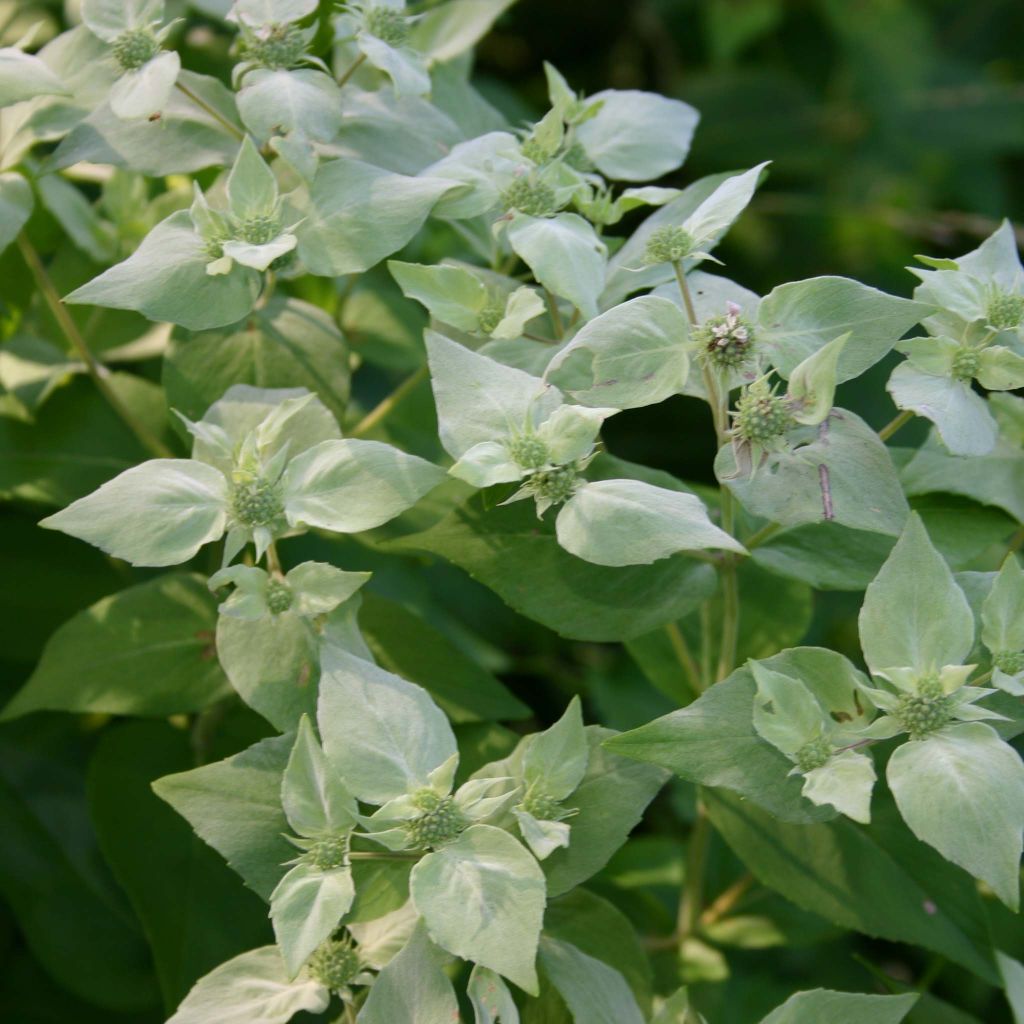 Menthe des montagnes - Pycnanthemum muticum