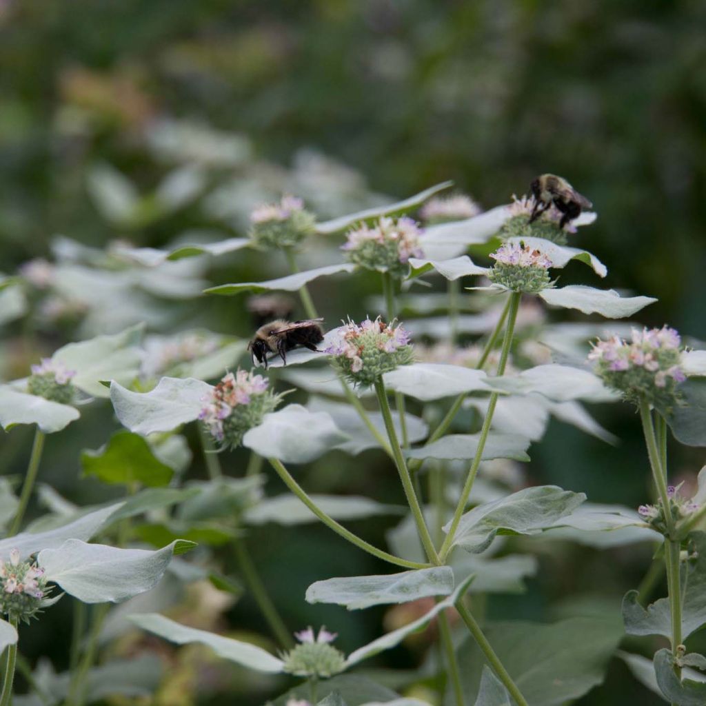 Amerikanische Bergminze - Pycnanthemum muticum