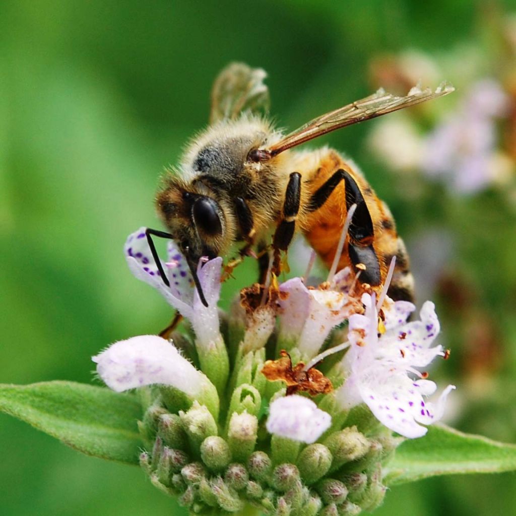 Amerikanische Bergminze - Pycnanthemum muticum