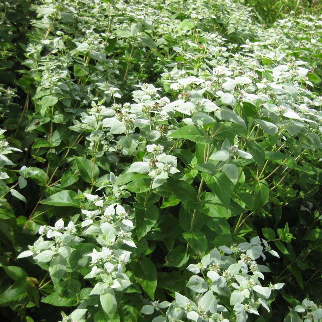 Amerikanische Bergminze - Pycnanthemum muticum