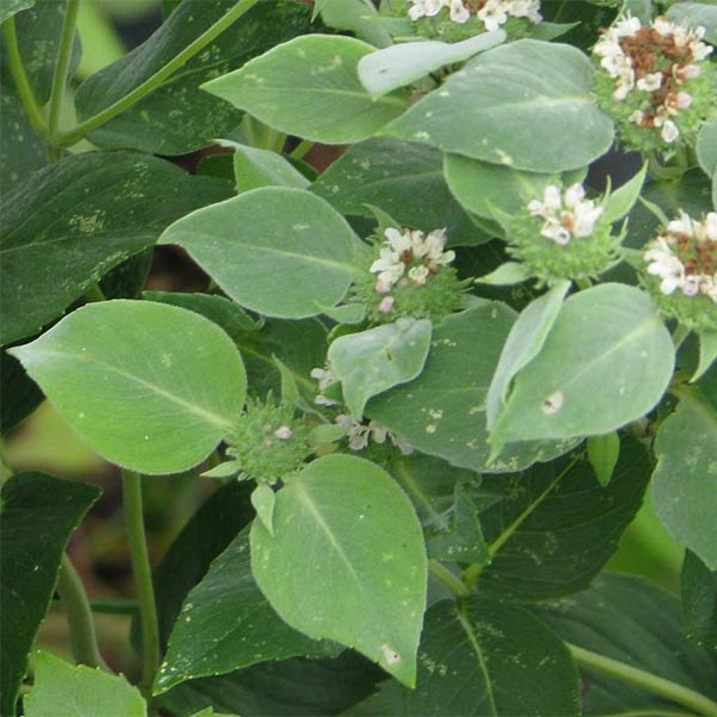 Amerikanische Bergminze - Pycnanthemum muticum