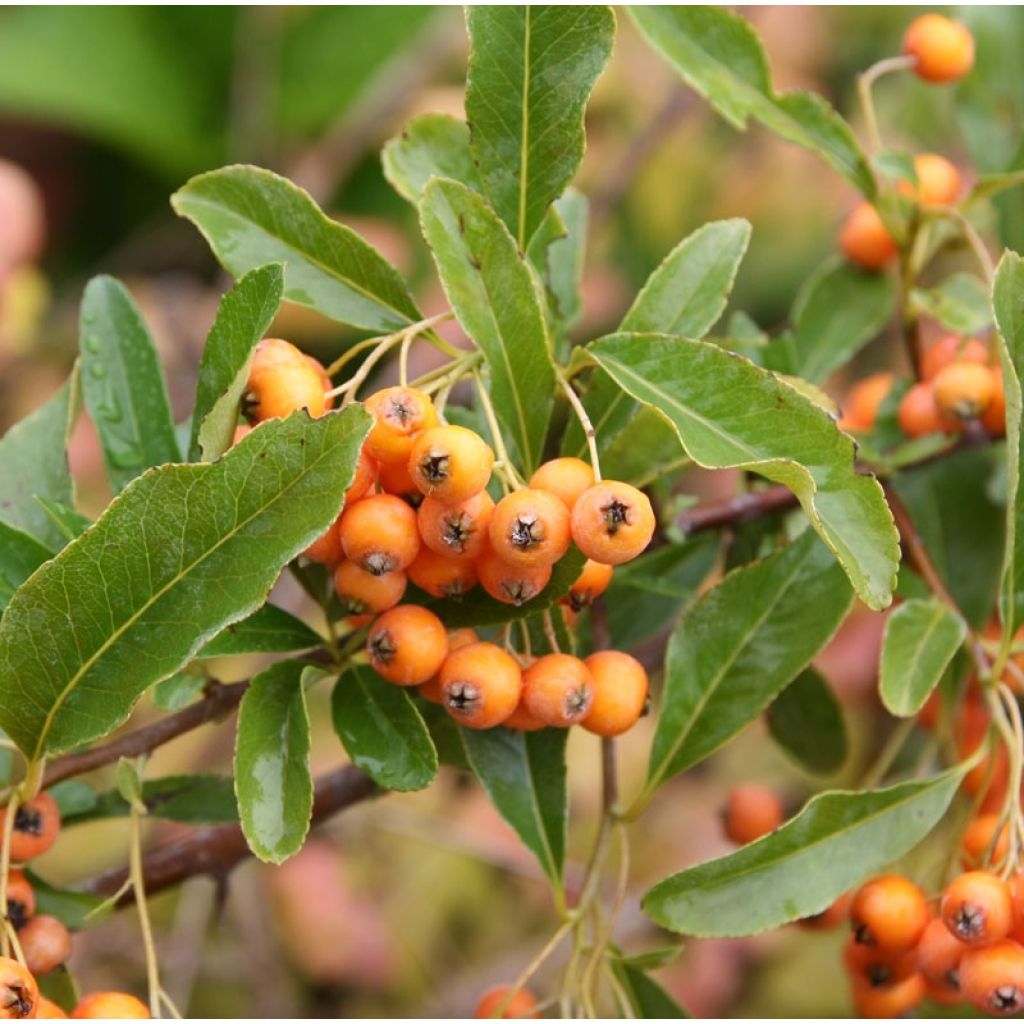 Feuerdorn Soleil d'or - Pyracantha