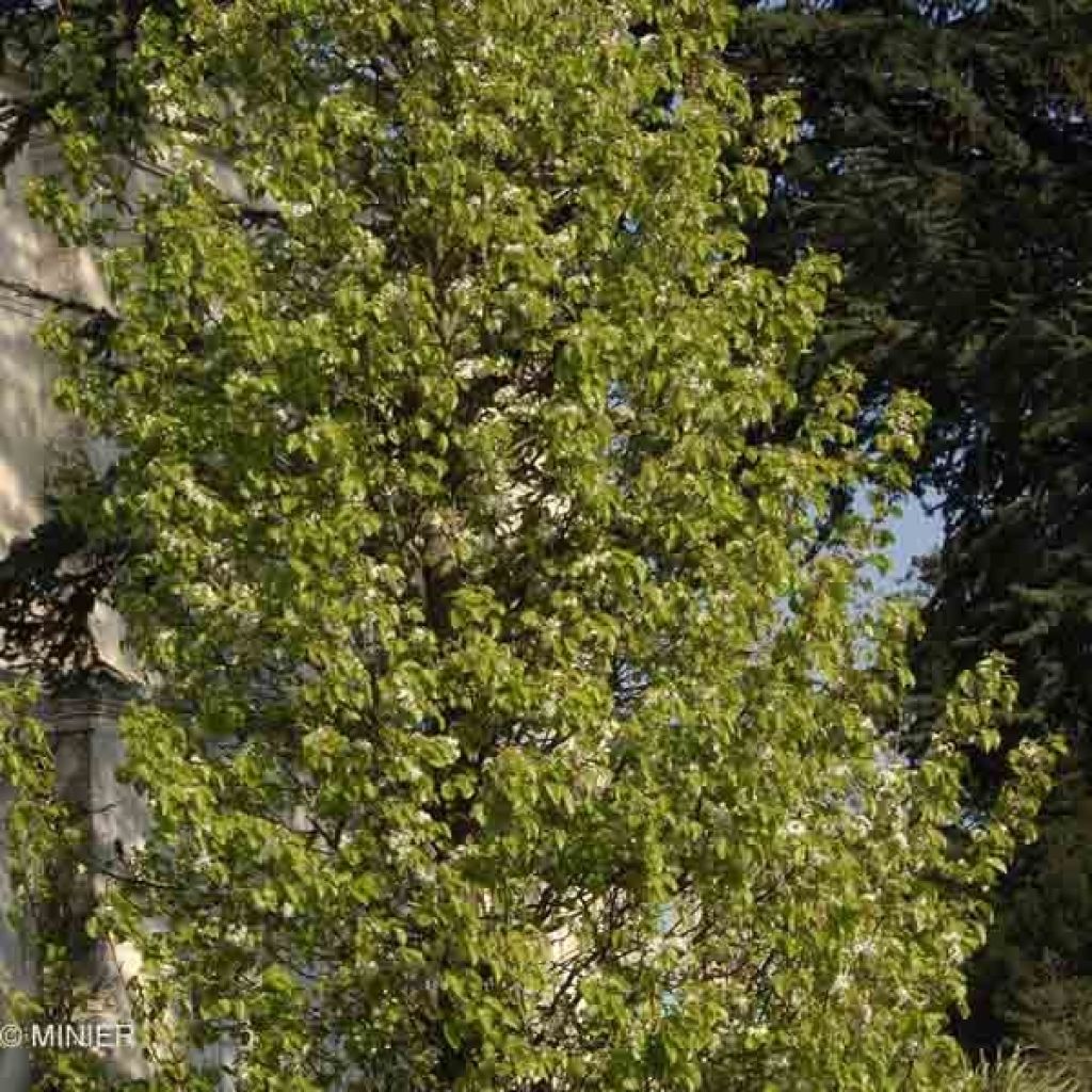 Pyrus calleryana Chanticleer - Poirier d'ornement