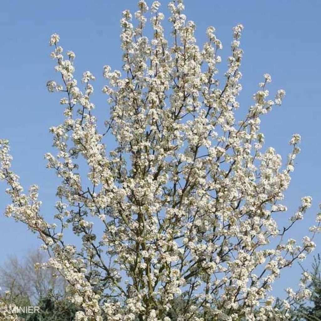 Pyrus calleryana Chanticleer - Poirier d'ornement