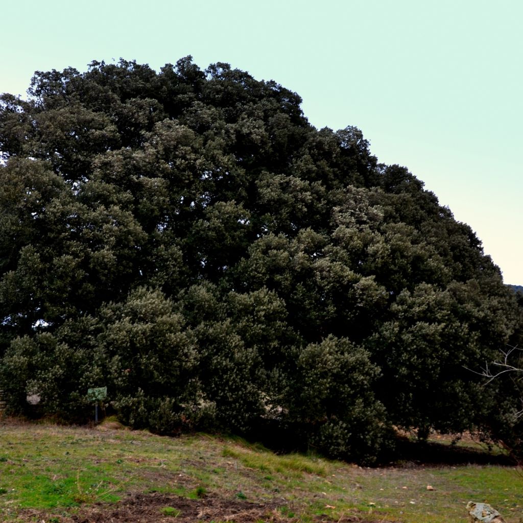 Quercus ilex - Stein-Eiche