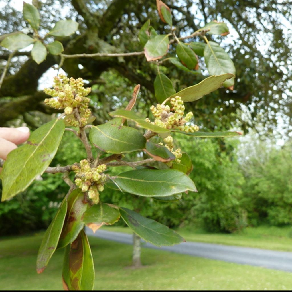 Quercus ilex - Stein-Eiche