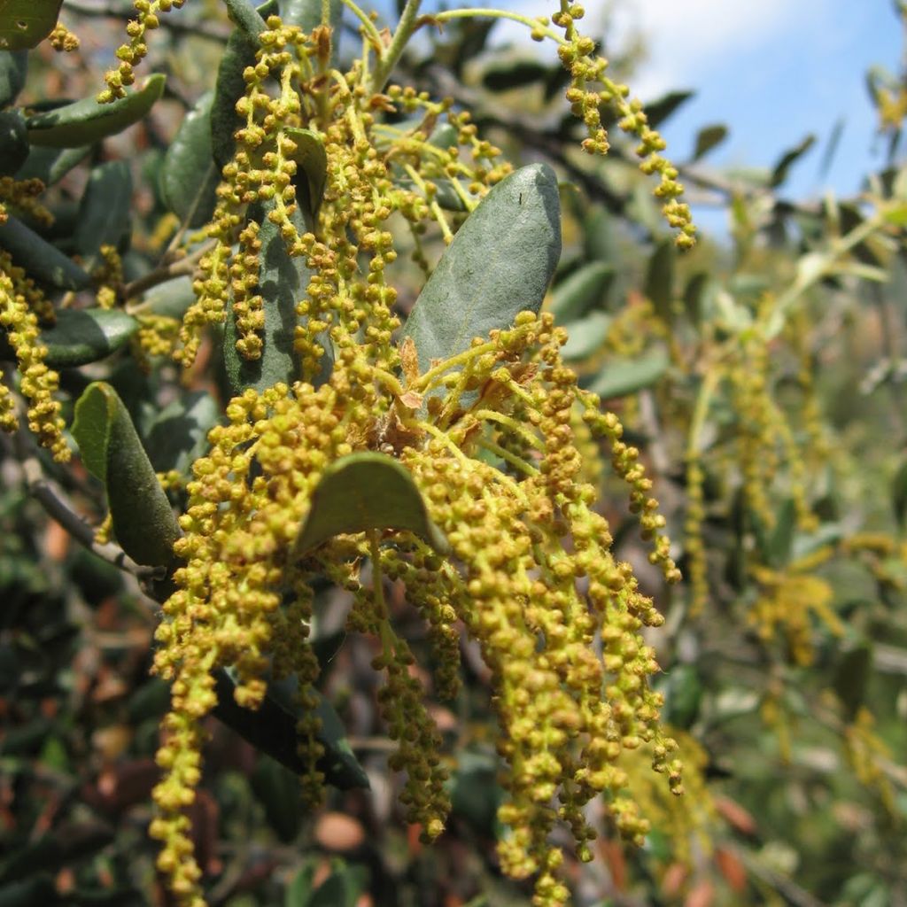 Quercus ilex - Stein-Eiche