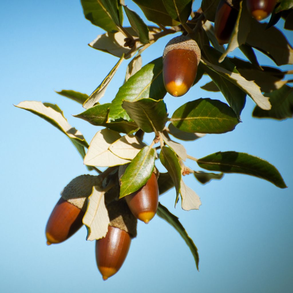 Quercus ilex - Stein-Eiche