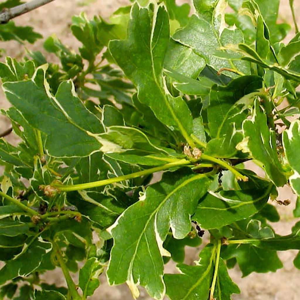 Quercus robur Argenteomarginata - Stiel-Eiche