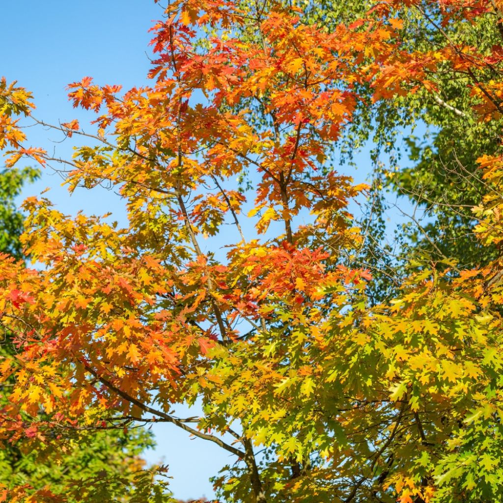 Quercus texana New Madrid - Texas-Eiche