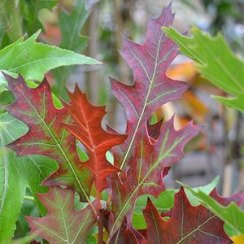 Quercus texana New Madrid - Texas-Eiche