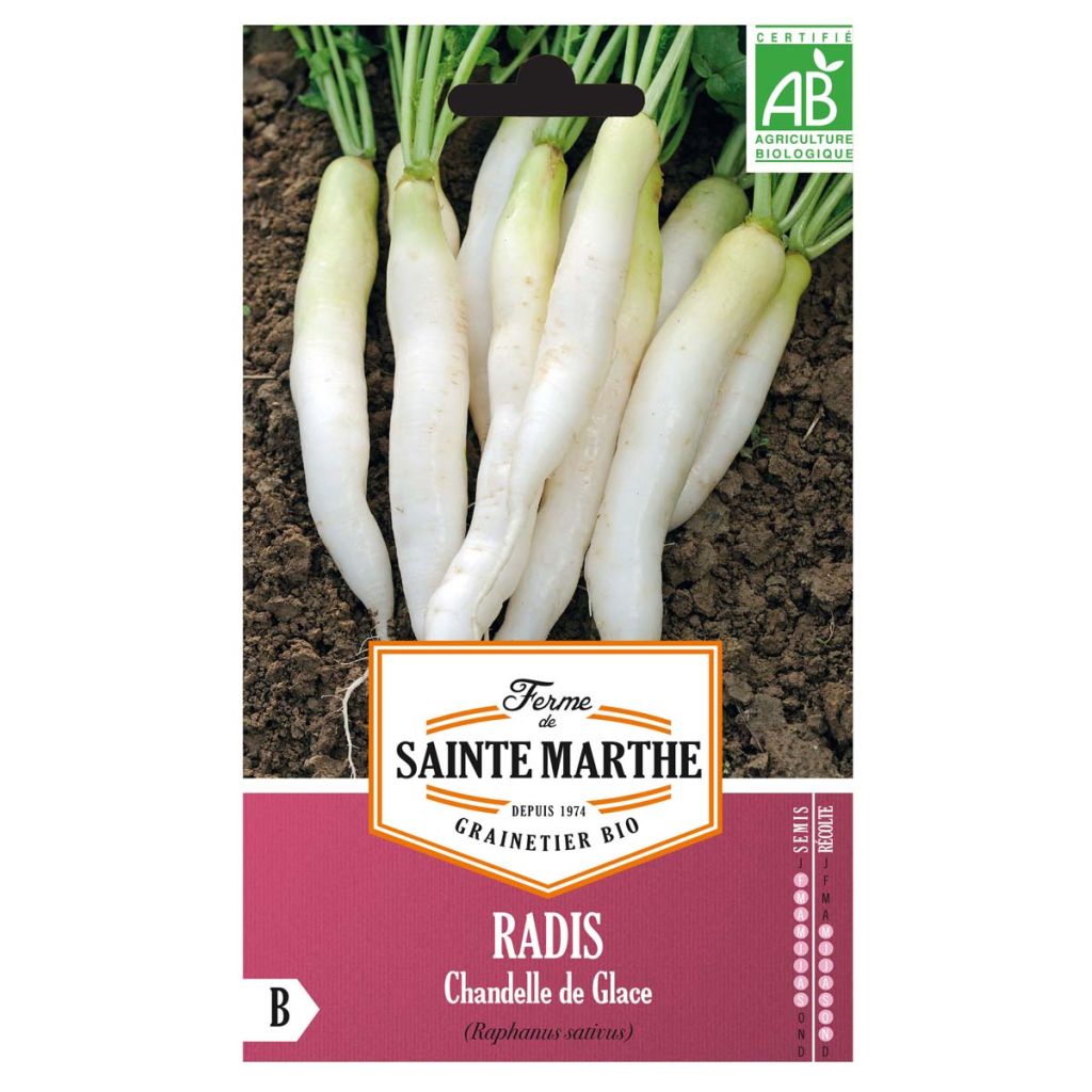 Radis Chandelle De Glace AB - Ferme de Ste Marthe